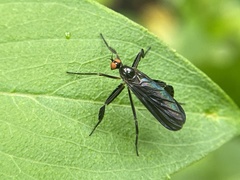 Rhamphomyia longicauda