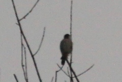 Falco sparverius