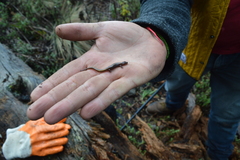 Chiropterotriton nubilus