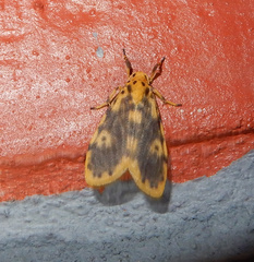 Miltochrista obsoleta