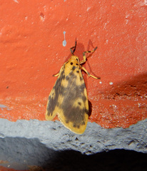 Miltochrista obsoleta