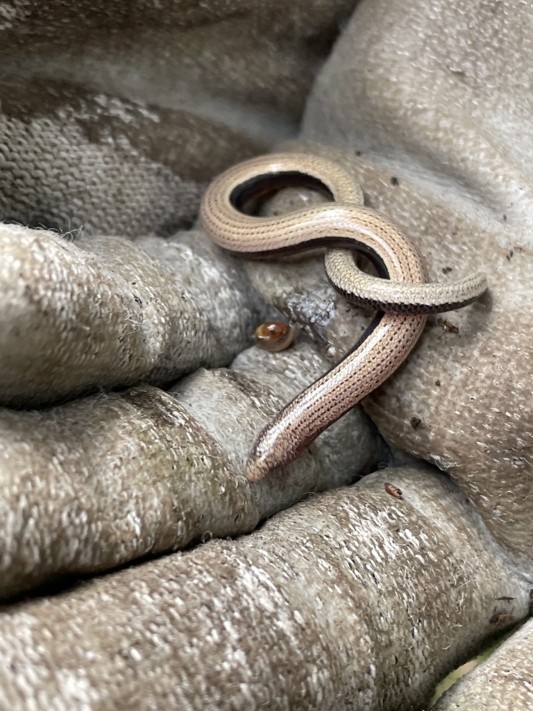 Yolk-bellied Snake-skink
