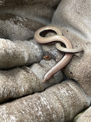 Yolk-bellied Snake-skink