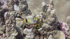 Plectroglyphidodon johnstonianus