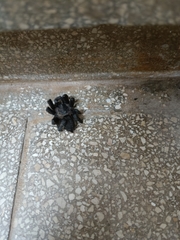 Chaetopelma olivaceum