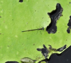 Austrocnemis maccullochi