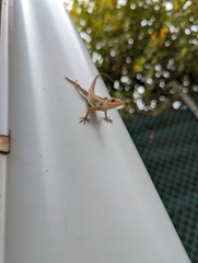 Anolis terraealtae