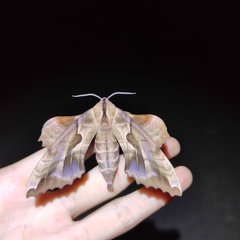 Phyllosphingia dissimilis