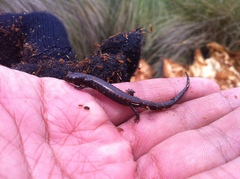 Chiropterotriton nubilus