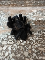 Chaetopelma olivaceum