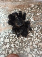 Chaetopelma olivaceum