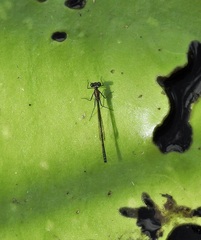 Austrocnemis maccullochi