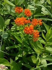 Asclepias tuberosa interior