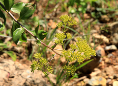 Senecio pleistocephalus