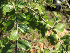 Senecio pleistocephalus