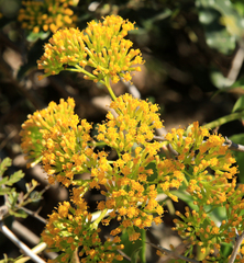 Senecio pleistocephalus