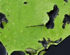 Austrocnemis maccullochi