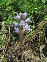 Phelipanche caesia