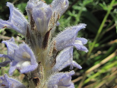 Phelipanche caesia