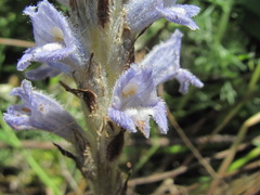 Phelipanche caesia