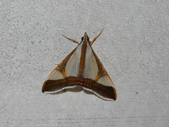 Agrioglypta eurytusalis