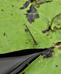 Austrocnemis maccullochi