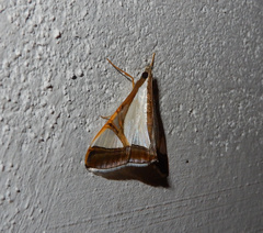 Agrioglypta eurytusalis