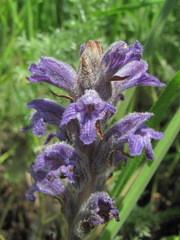 Phelipanche caesia