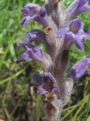 Phelipanche caesia