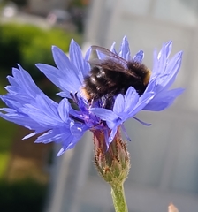 Bombus