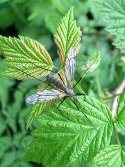 Tipula varipennis