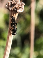 Syritta pipiens