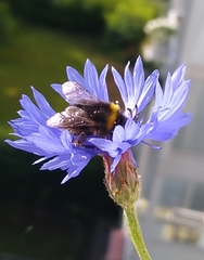 Bombus
