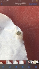 Arthropoda
