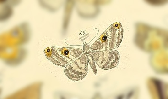 Ocalaria dioptica