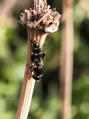 Syritta pipiens