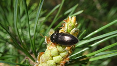 Selatosomus aeneus