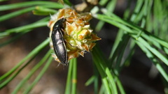 Selatosomus aeneus