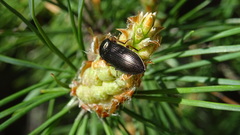 Selatosomus aeneus