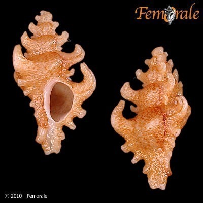 Poropteron uncinarius