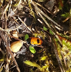 Clytra quadripunctata