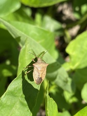 Euschistus variolarius