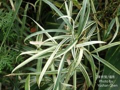 Pleioblastus variegatus