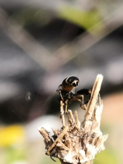 Syritta pipiens