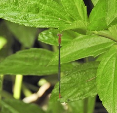 Teinobasis rufithorax
