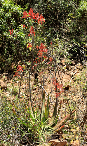 Aloe branddraaiensis, photograph 5