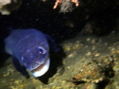 Conger verreauxi