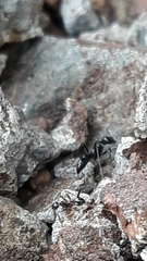 Leptogenys diminuta