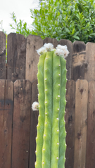 Trichocereus macrogonus