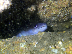 Conger verreauxi